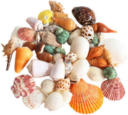 Mixed Sea Shells, 200g Beach Seashells Starfish, Various Sizes Ocean Seashells for Fish Tank Vase Fillers, Beach Theme Party Wedding Decor, Candle Making, DIY Crafts, Home Decorations