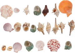 Mixed Sea Shells, 200g Beach Seashells Starfish, Various Sizes Ocean Seashells for Fish Tank Vase Fillers, Beach Theme Party Wedding Decor, Candle Making, DIY Crafts, Home Decorations