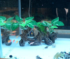 Aquarium Driftwood for Fish Tanks & Reptile Terrariums, Safe Fish Tank Decoration, Easy to Clean Aquarium Decor Accessories, Betta Fish Tank (6.4“*4”*2.4“)